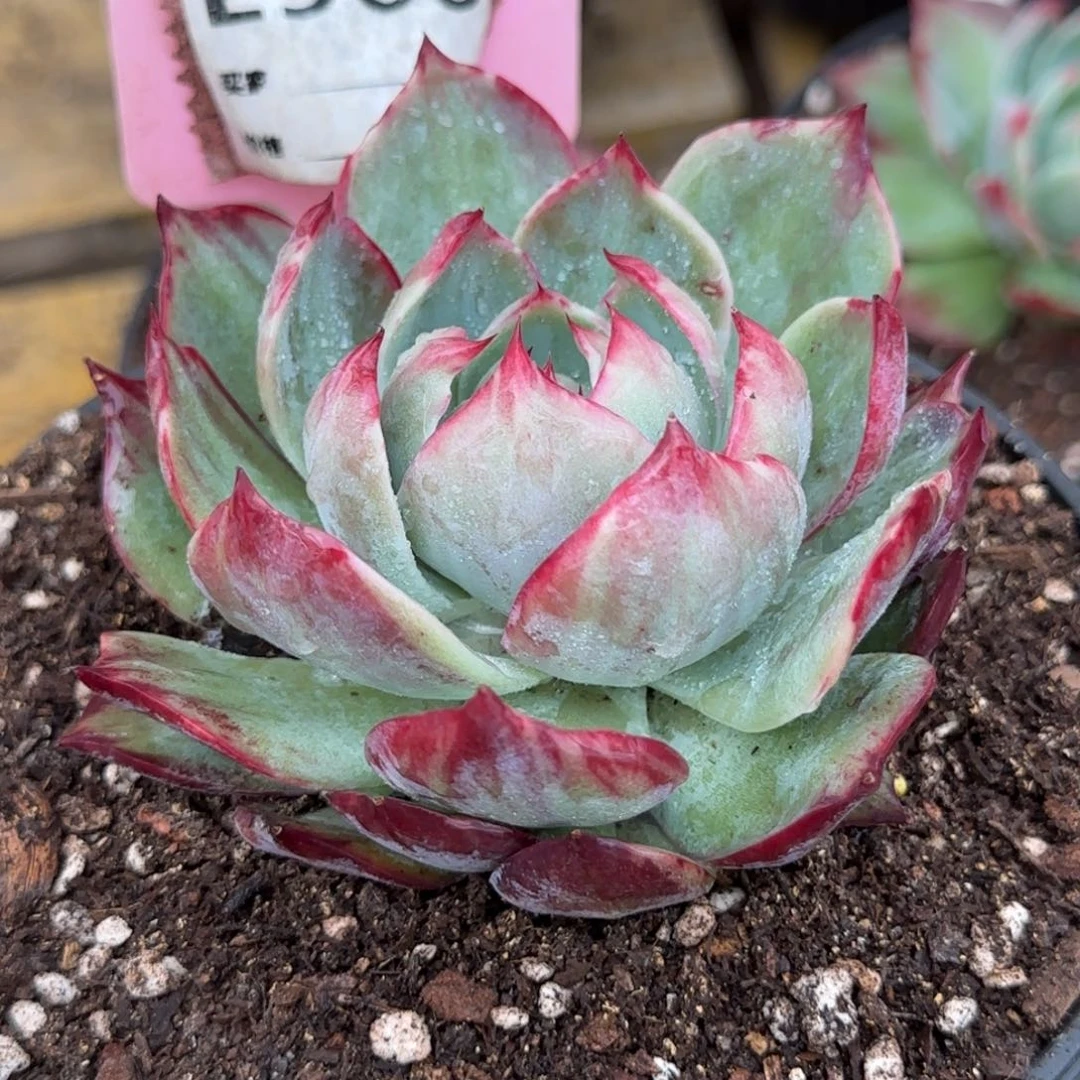 惊鸿一物一拍包装收缩花旱966