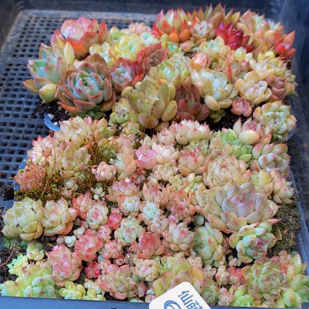 670的时候我也是很喜欢你了。