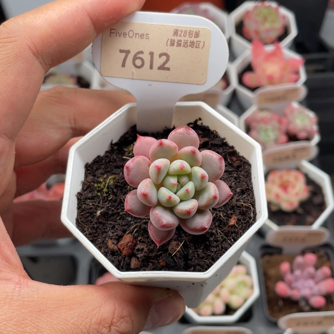杨***雪桃7612-3.5厘米