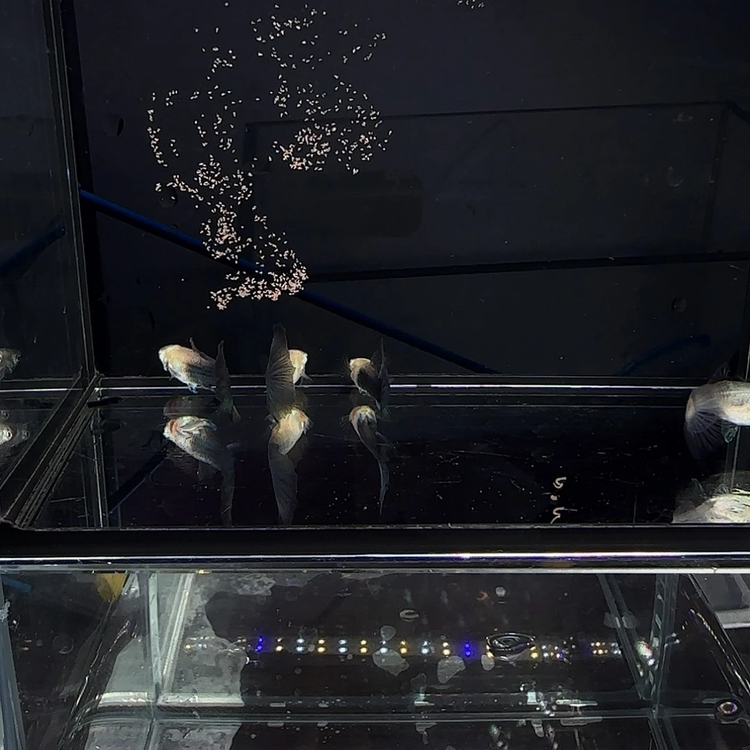 孔雀鱼兰化体三公一母