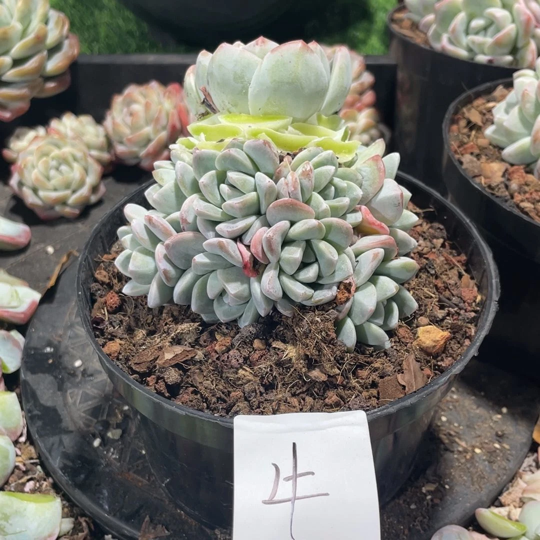 牛肉专拍冰玉群生寄养