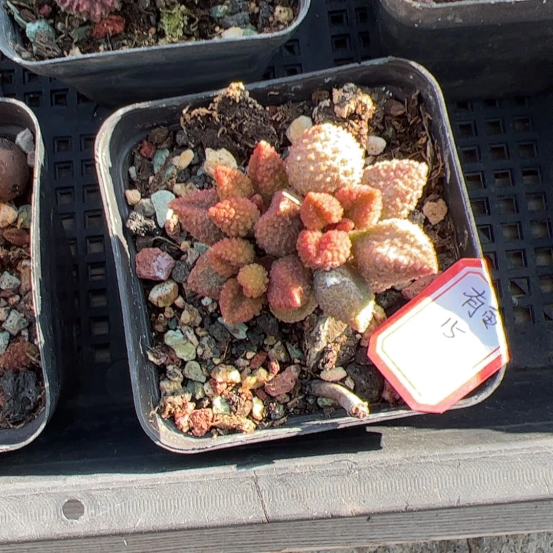 多肉植物多肉植物