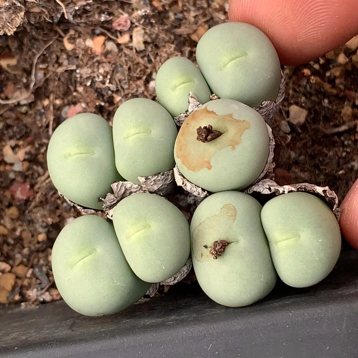 精品多肉植物精品多肉