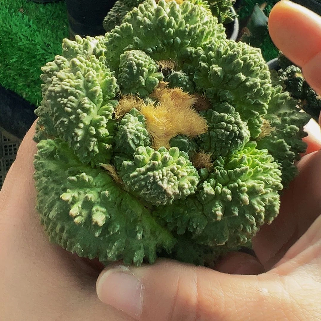 无花朵大尤哥斯拉龟甲牡丹780