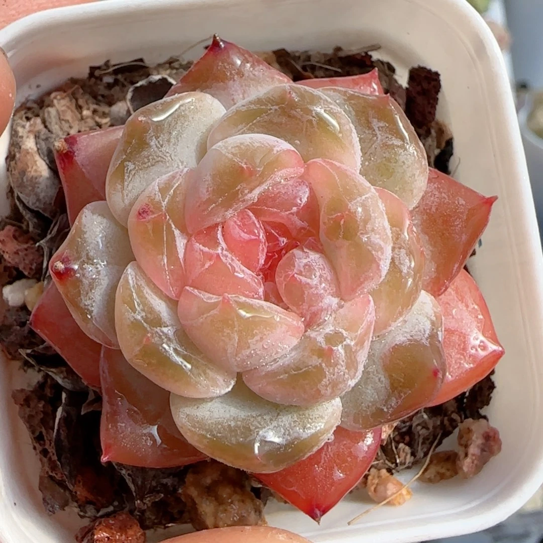 【闪购商品】0117-88糖心