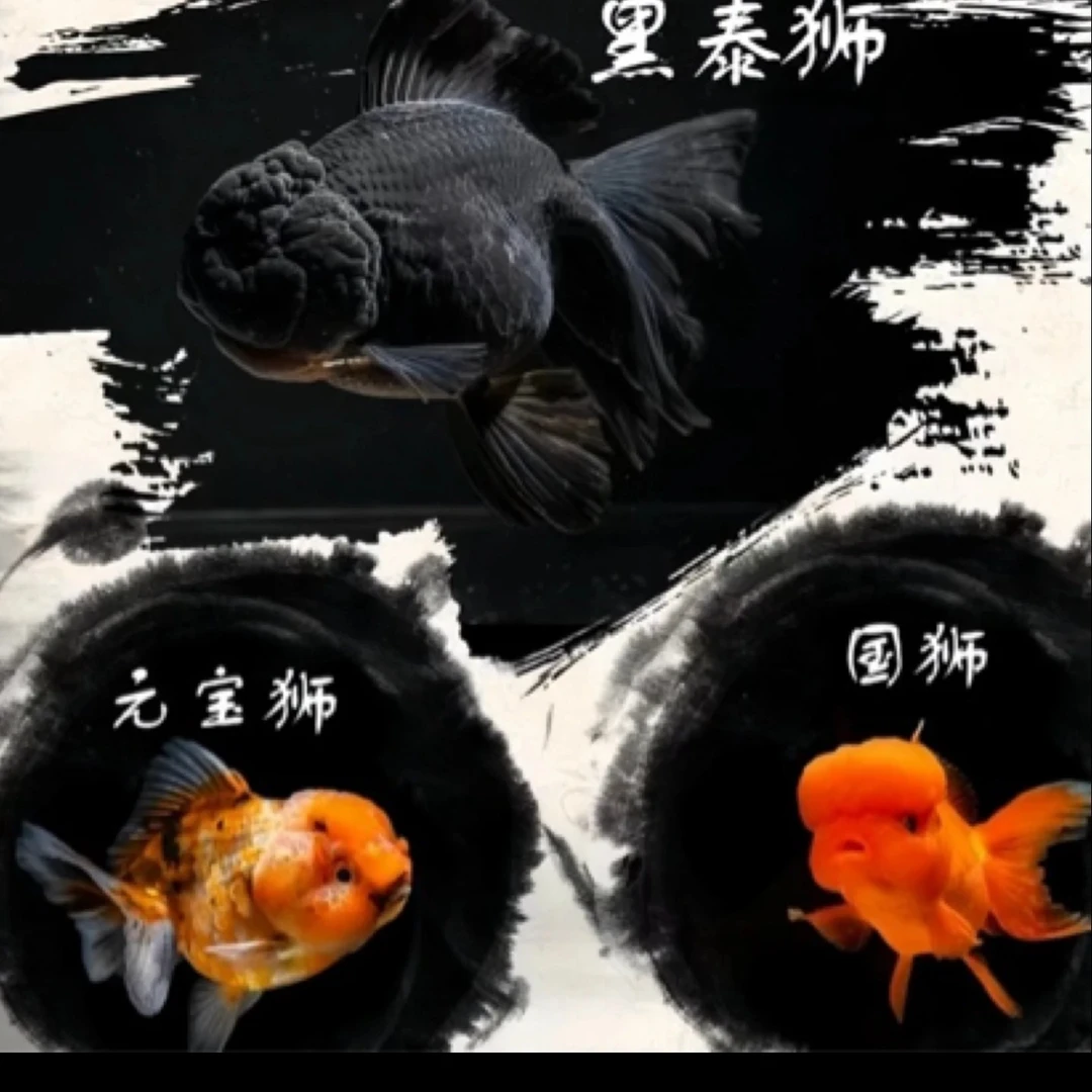 超大鎏金 龙睛 6-8公分 9尾颜色混搭不指定好养活包邮