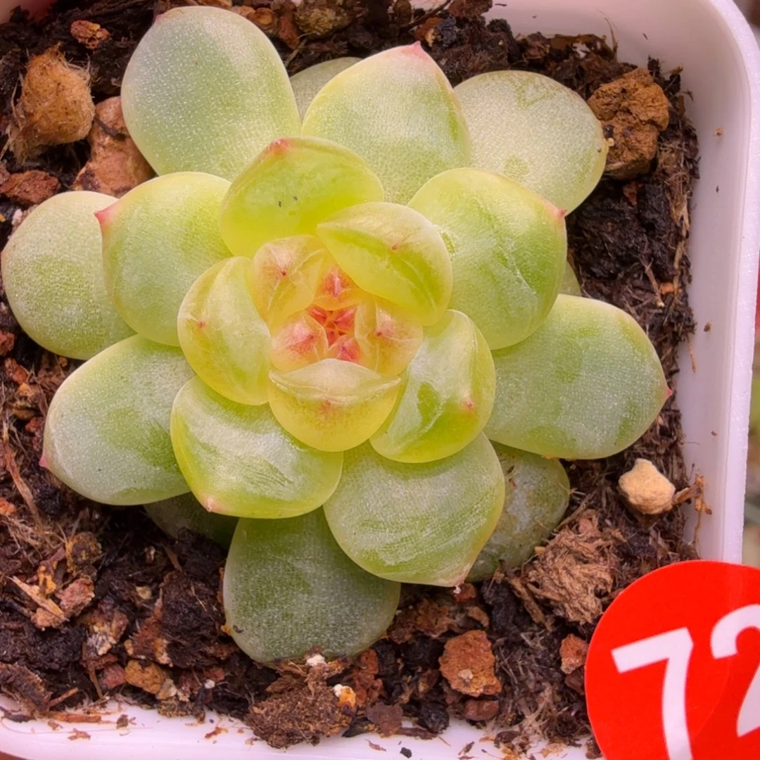 72号甜心大宁一物一拍