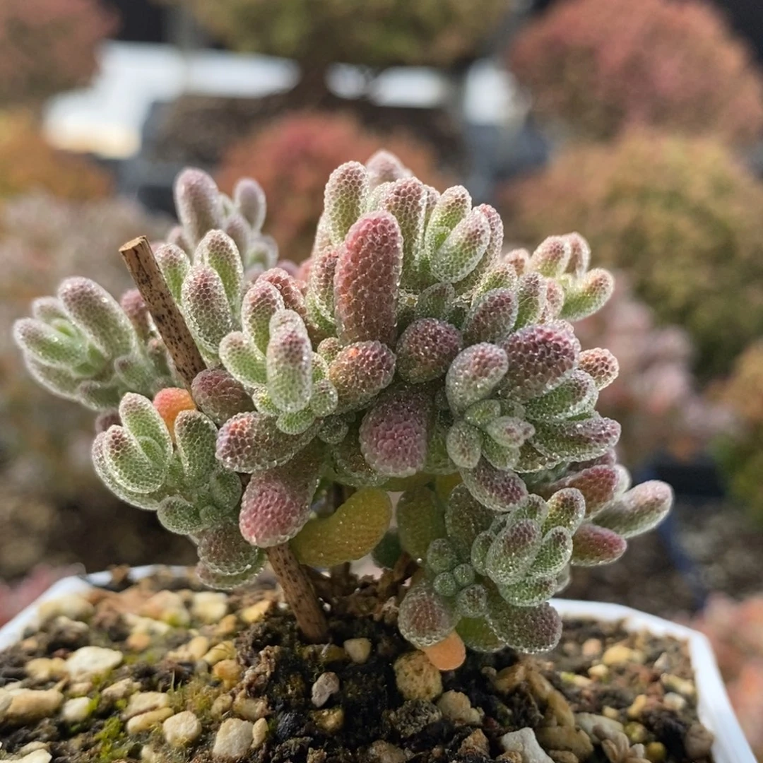 冰钻4031枝干番杏