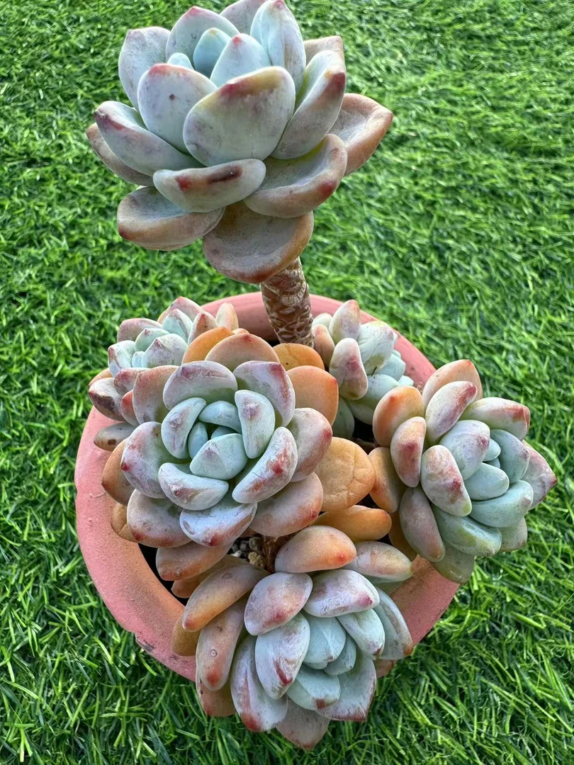 精品冷香多肉【满19包邮】