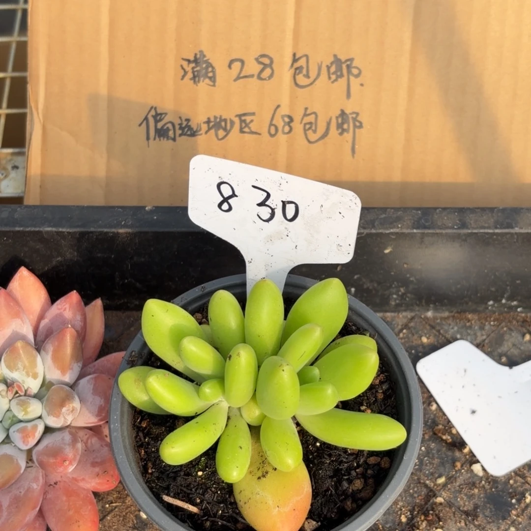 云南多肉小栈一物一拍830