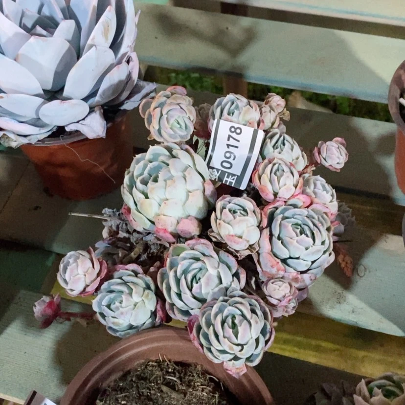 【闪购商品】?**.贝瑞09178