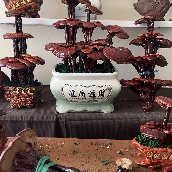 雨***、无花朵88888888888