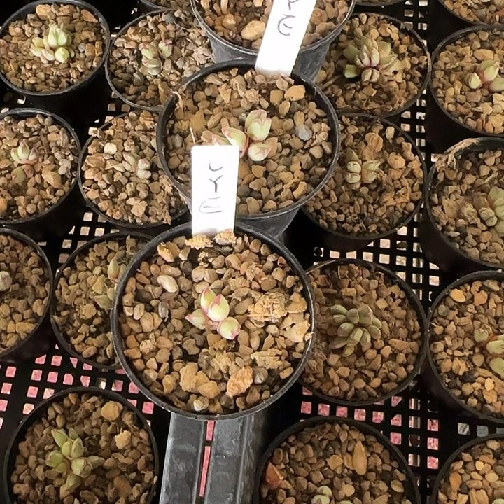 L*E多肉猪蹄3盆啊啊啊