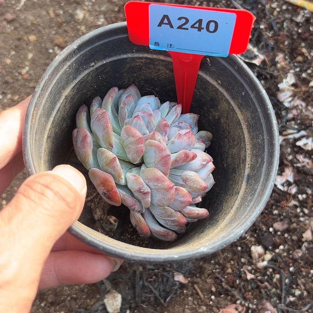 C***装多肉植物一物一拍