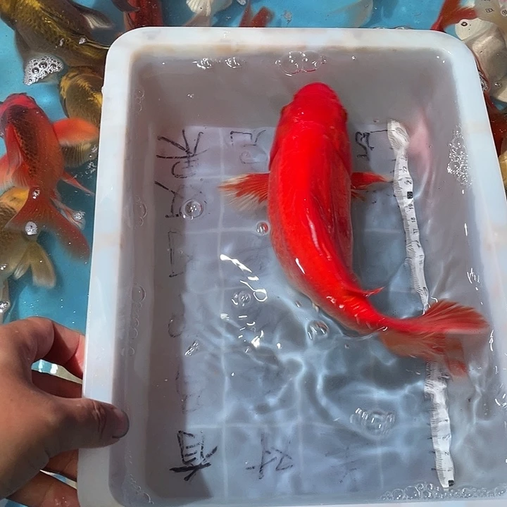 蝴蝶鲤渔场直发28