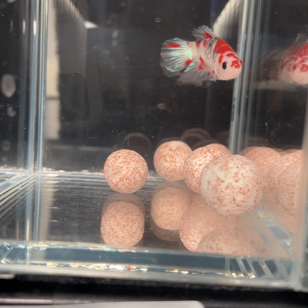 斗鱼12.25 将军 018