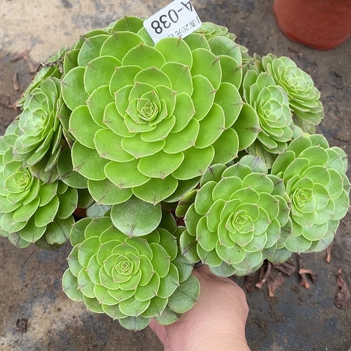 38万拉丝多肉植物法师