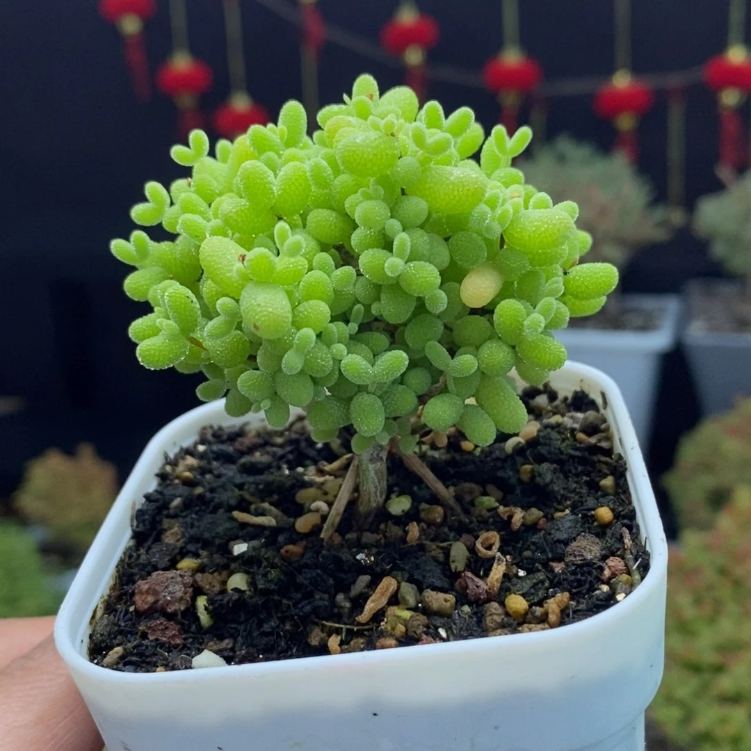 c3号金桔糖球枝干多肉