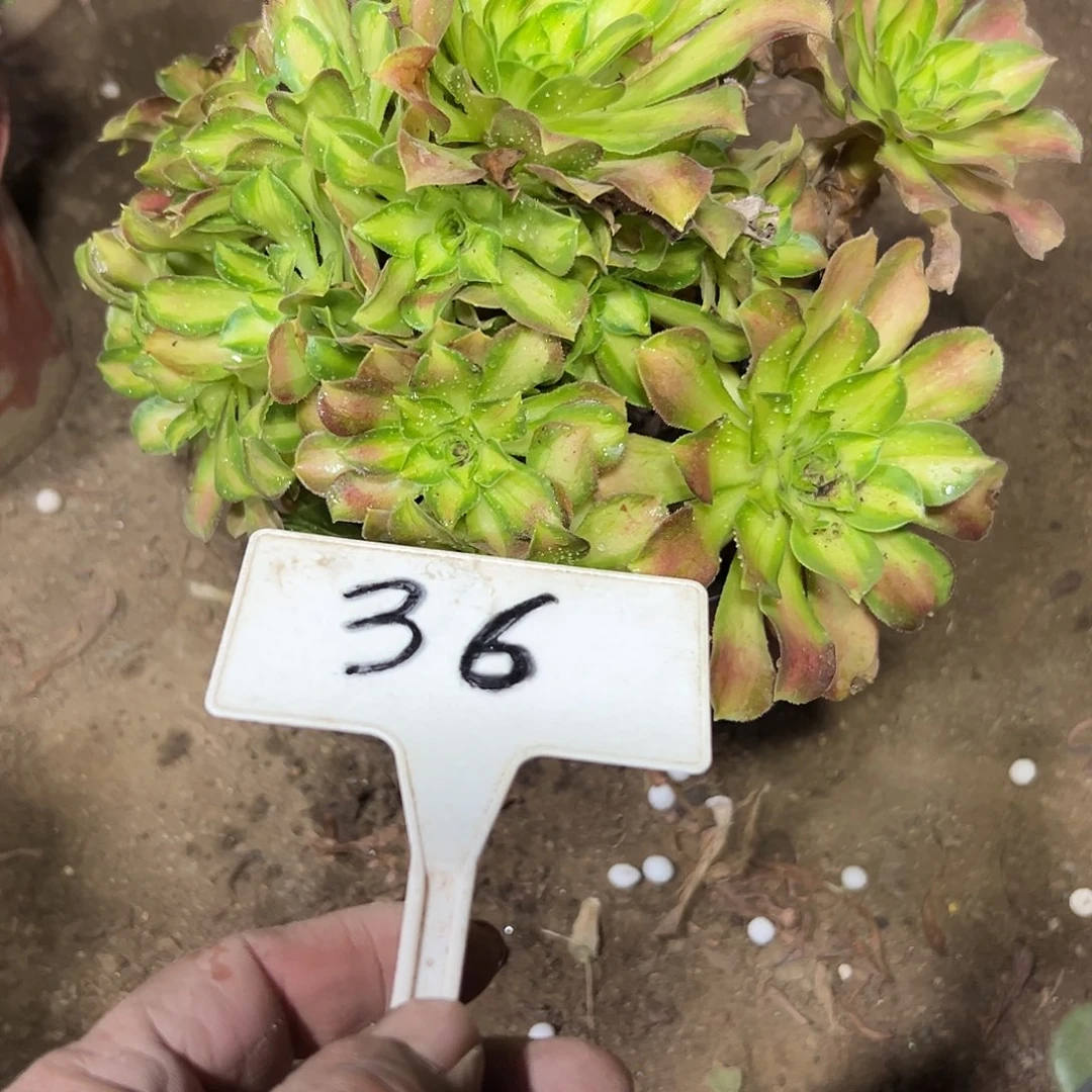 多肉植物绍花法师36