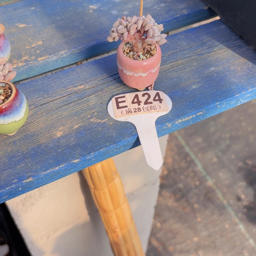 执***着E242雪精灵缀一物一拍