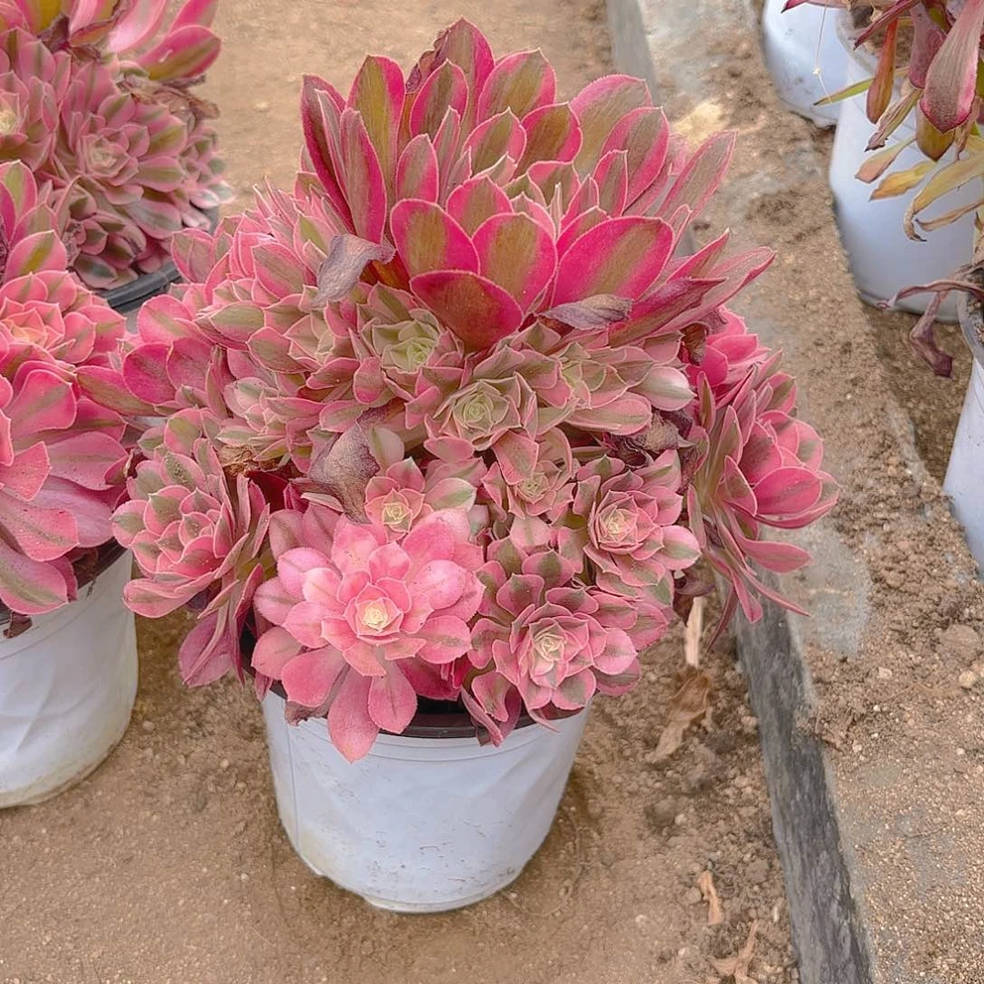 女巫多肉植物手捧