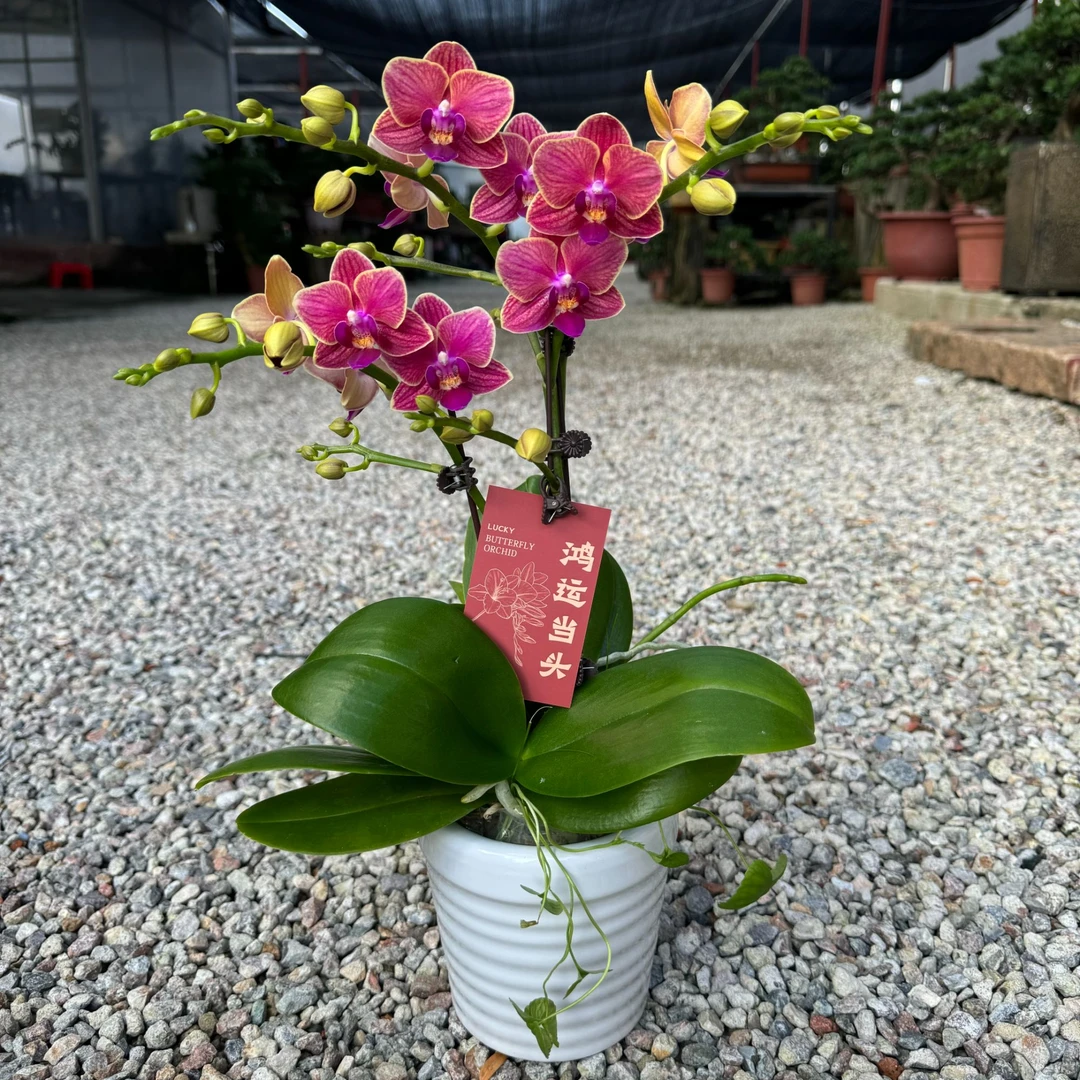 蝴蝶兰 《金边玲珑》红色系花花 红红火火 基地直发 花带花苞