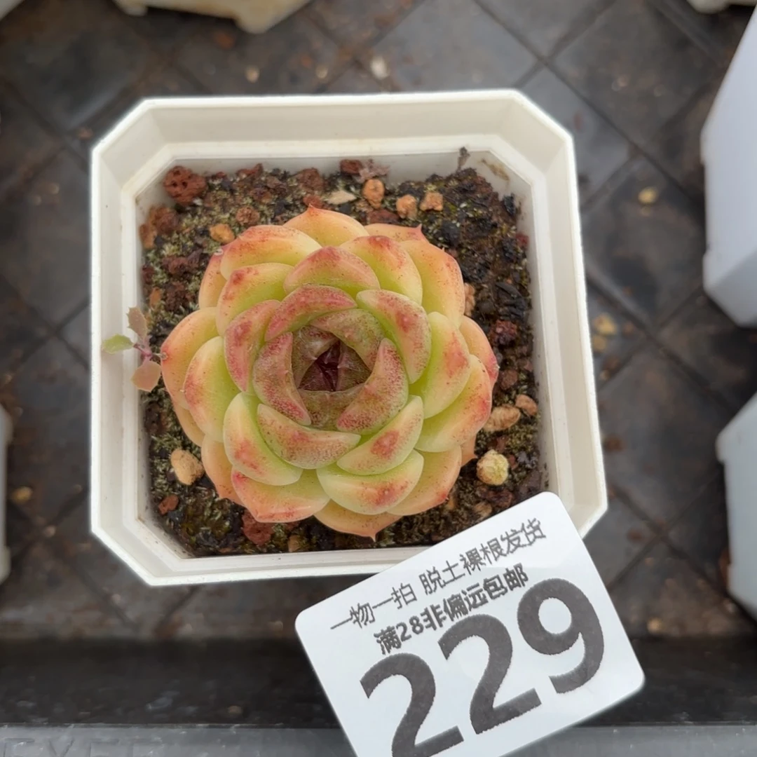 熔岩单头无盆土发货