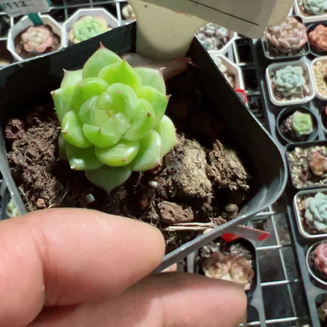 094绿透珍妮十八包邮