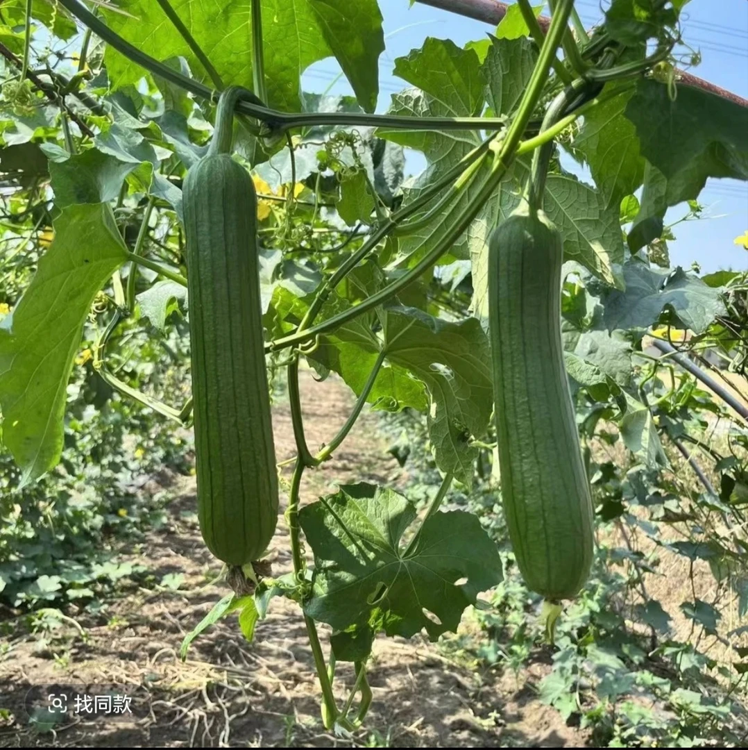 攸县露天丝瓜本地