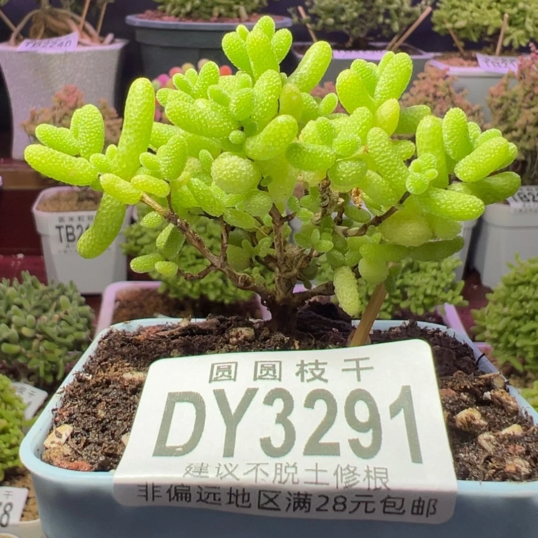 3291橘子糖一物一拍