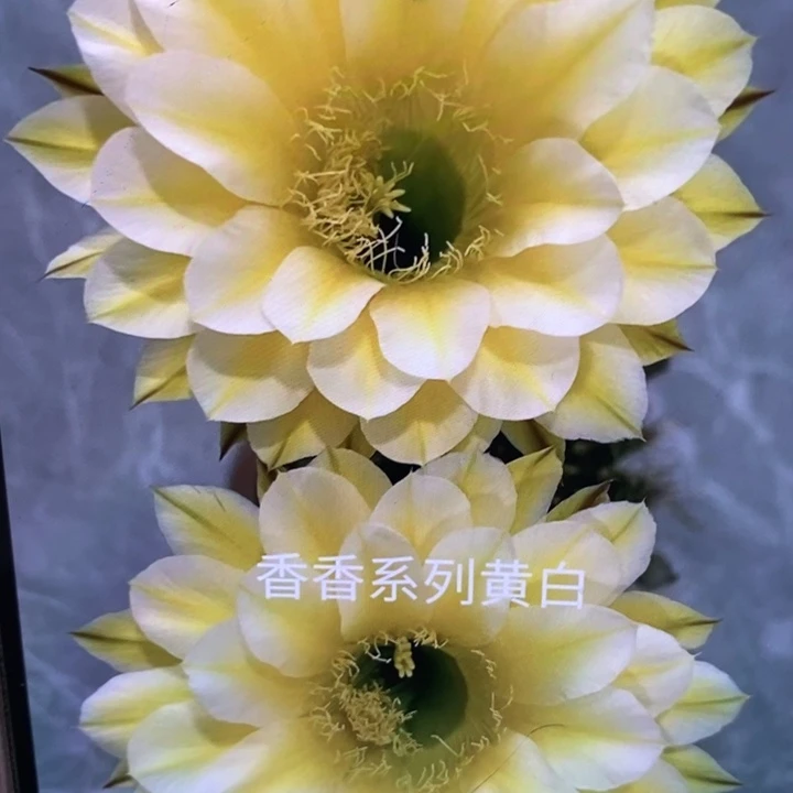 香香29号黄白侧芽3公分左右