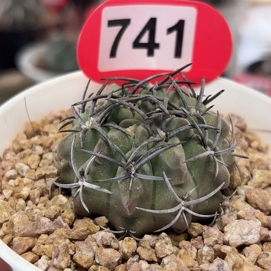 仙人球实生素妆玉