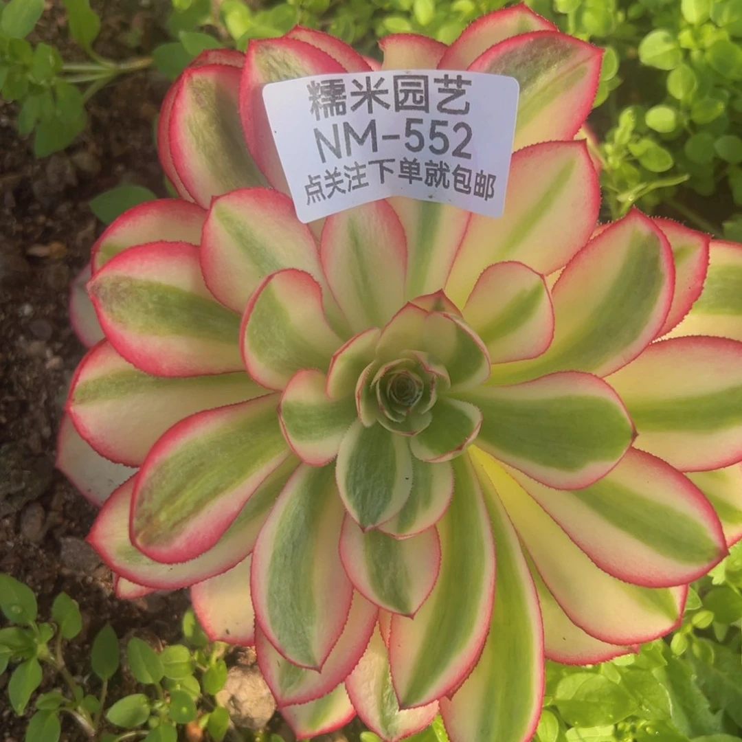 荔枝多肉植物552