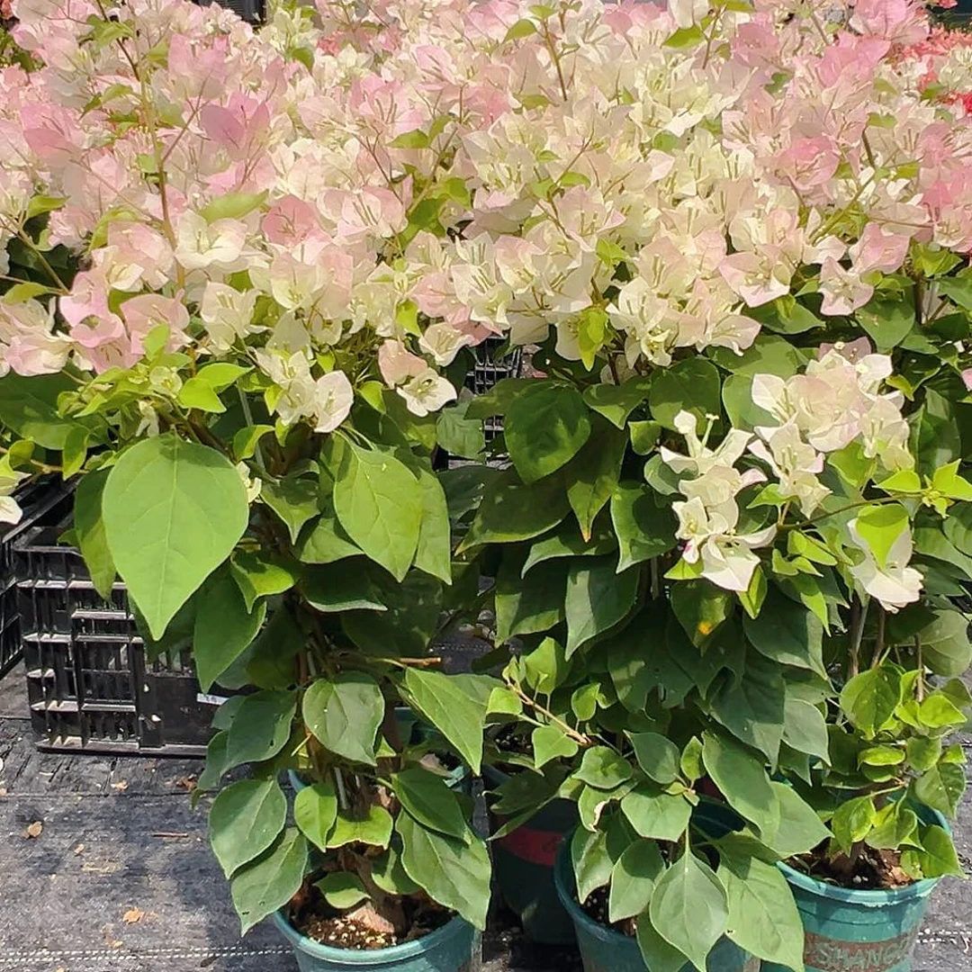 大部分花苞少量开放绿樱带竹一棵