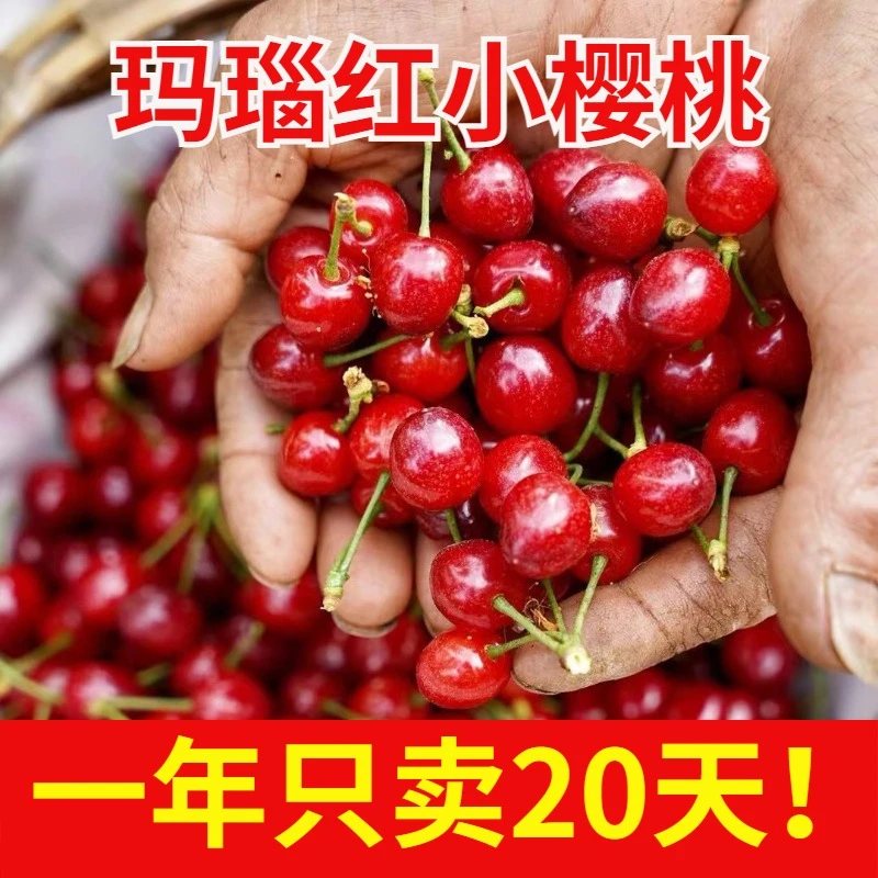 顺丰空运玛瑙红小樱桃1-4斤四川攀枝花米易非车厘子非XL