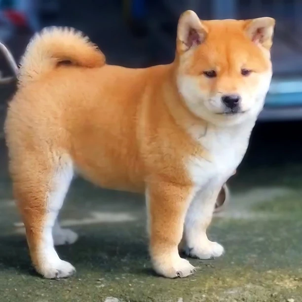 （袁）中华田园犬土狗黄狗白面幼犬活体