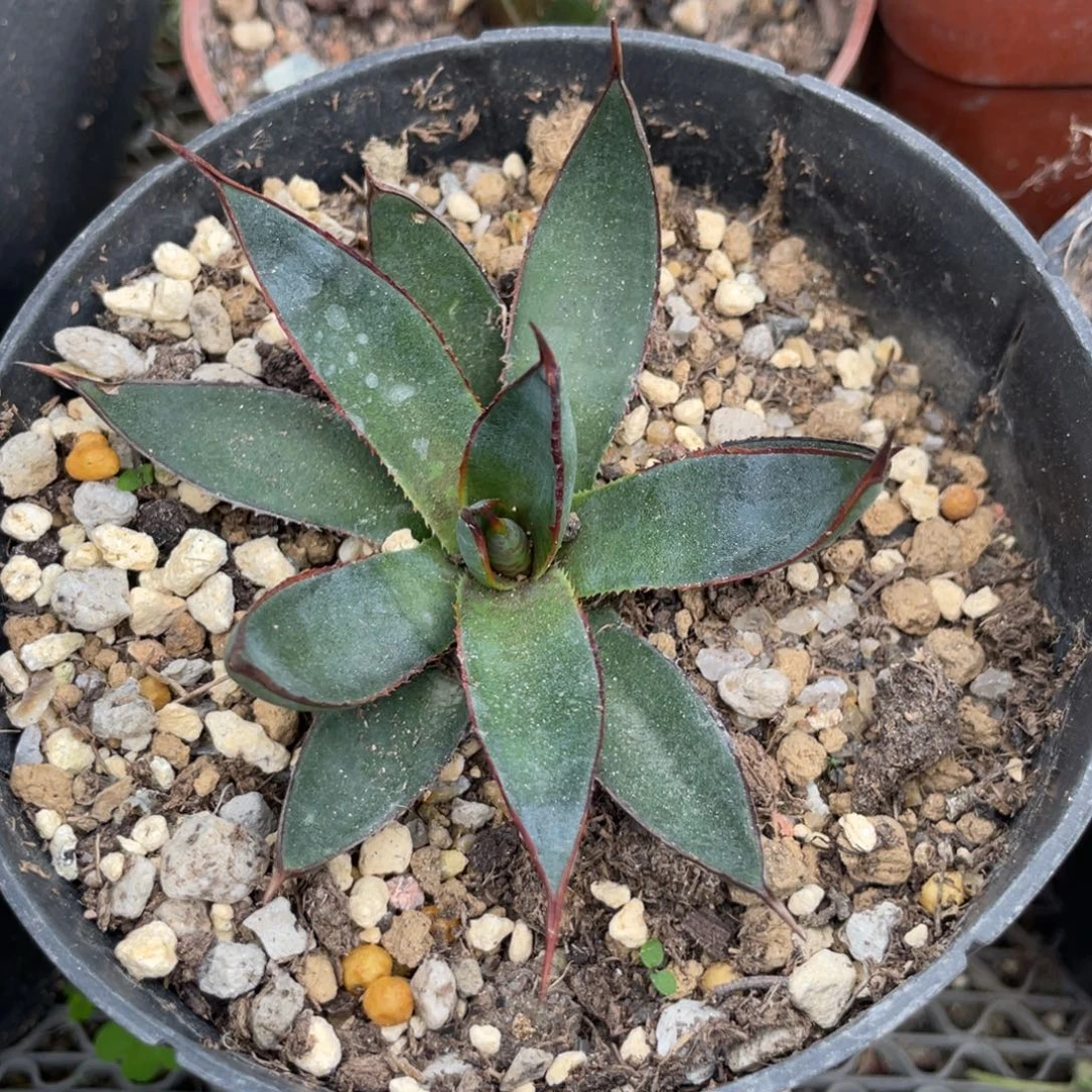 无花朵上帝之手龙舌兰