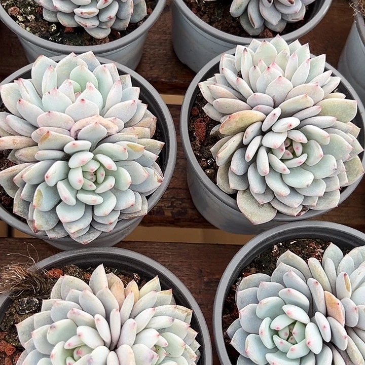 团058  两盆  双头  星星橙