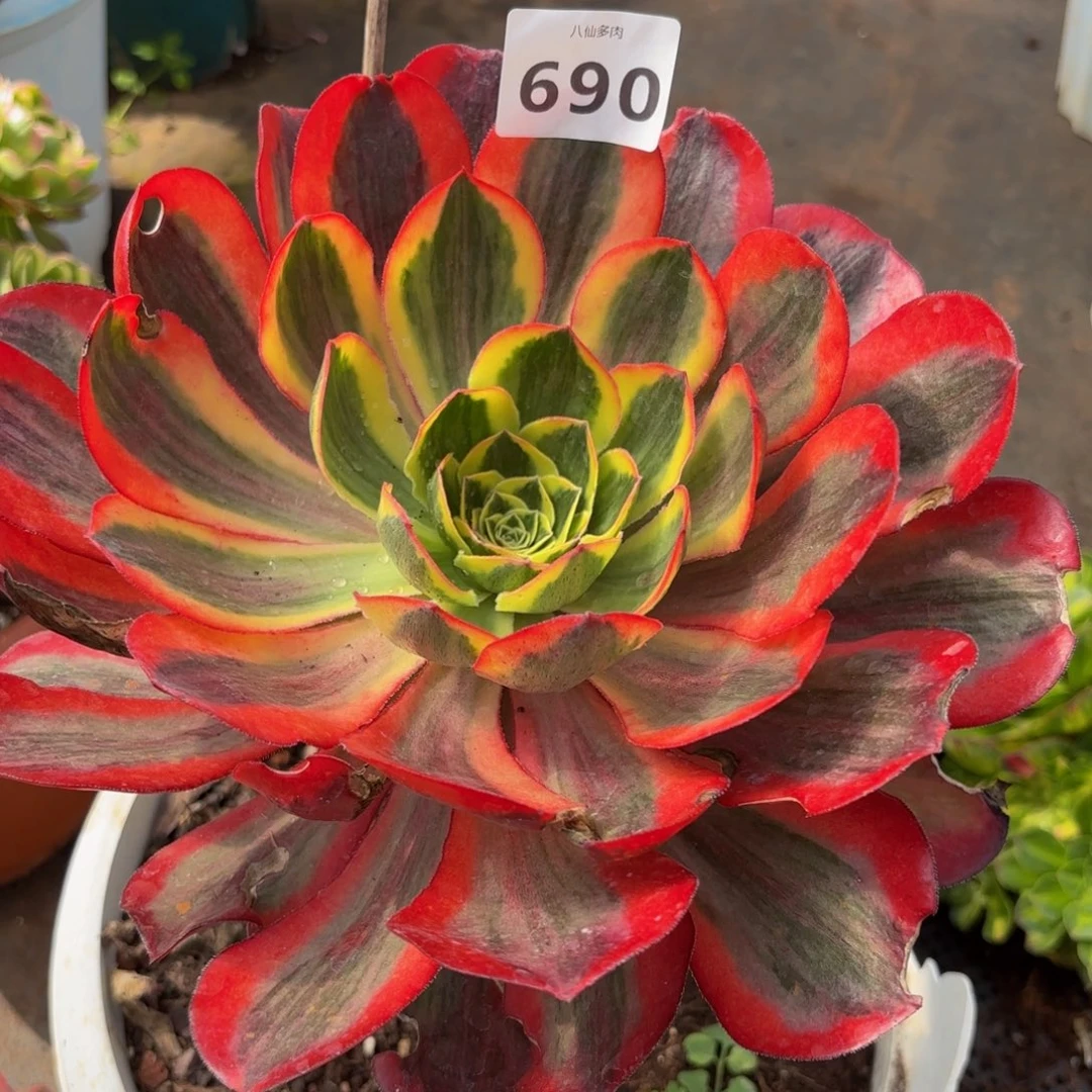 690多肉植物魅影