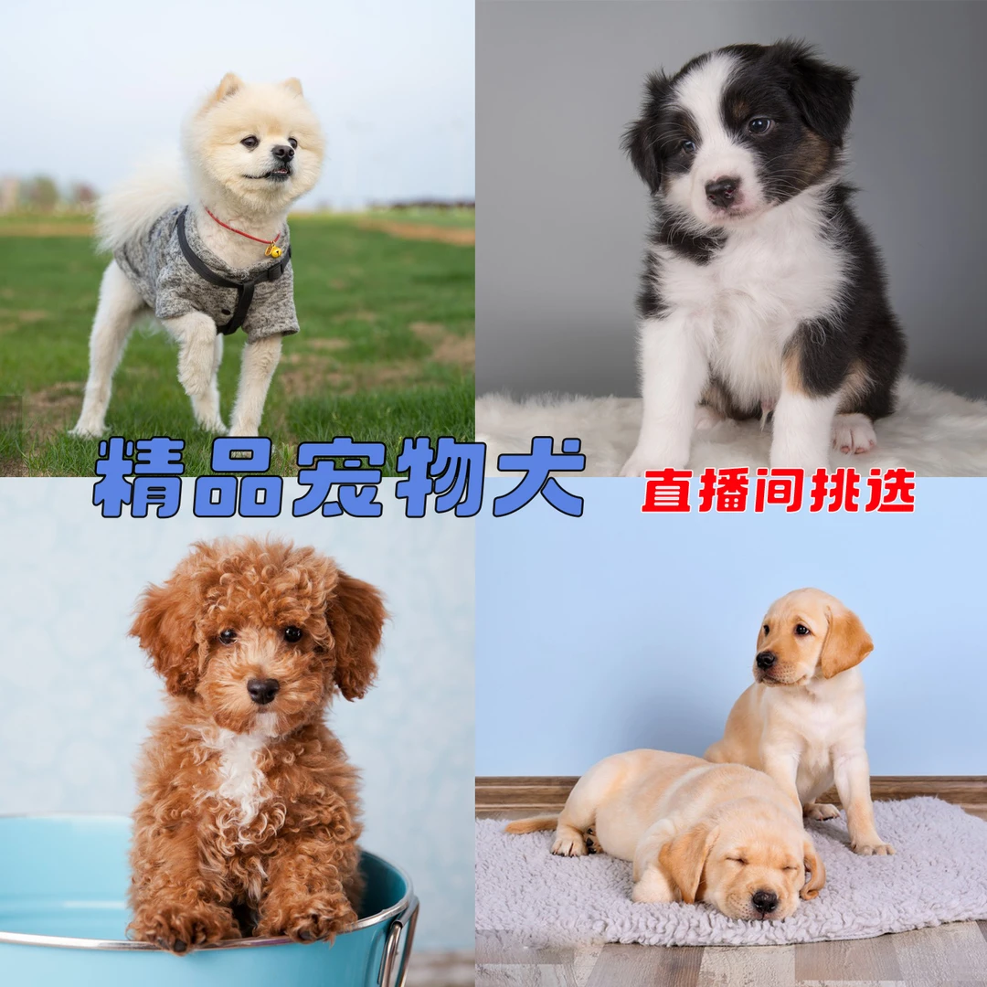 精品纯种品种狗 直播间挑选 活体 专属链接