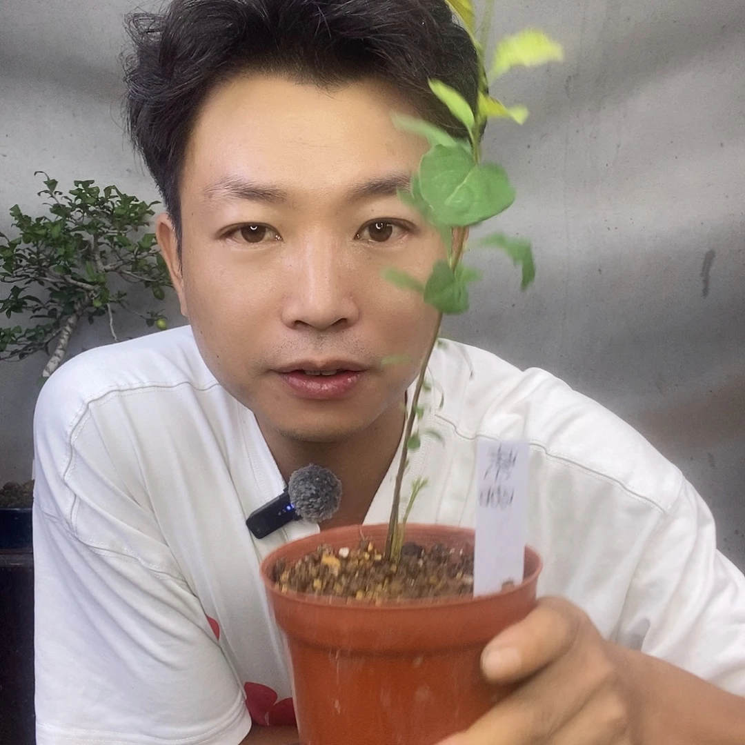 无花朵紫咖老鸦柿小苗