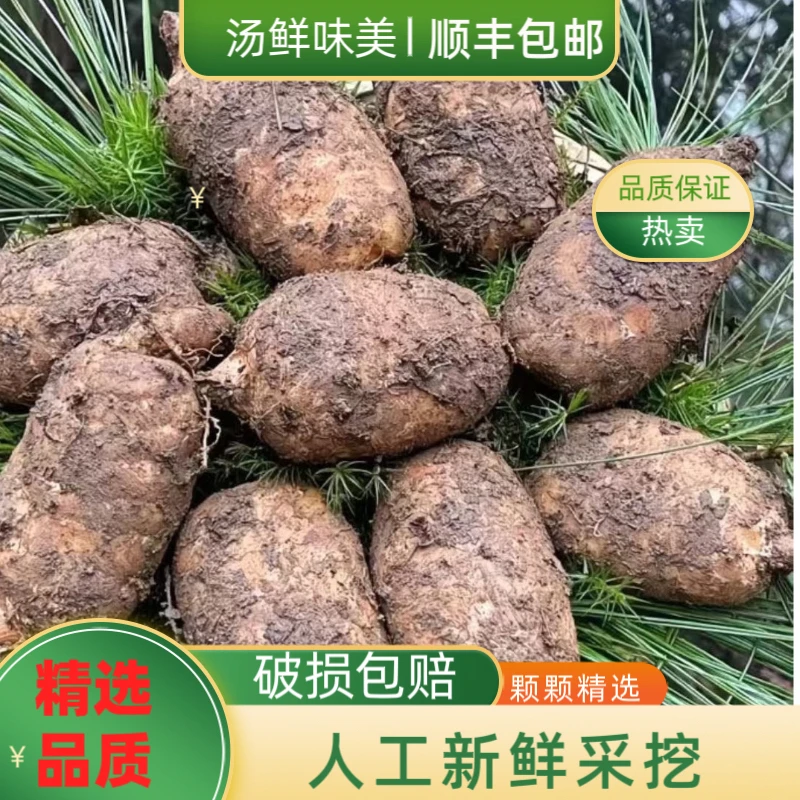 (新鲜天麻) 正宗云南昭通小草坝新鲜天麻1斤/3斤/5斤现挖产地直发