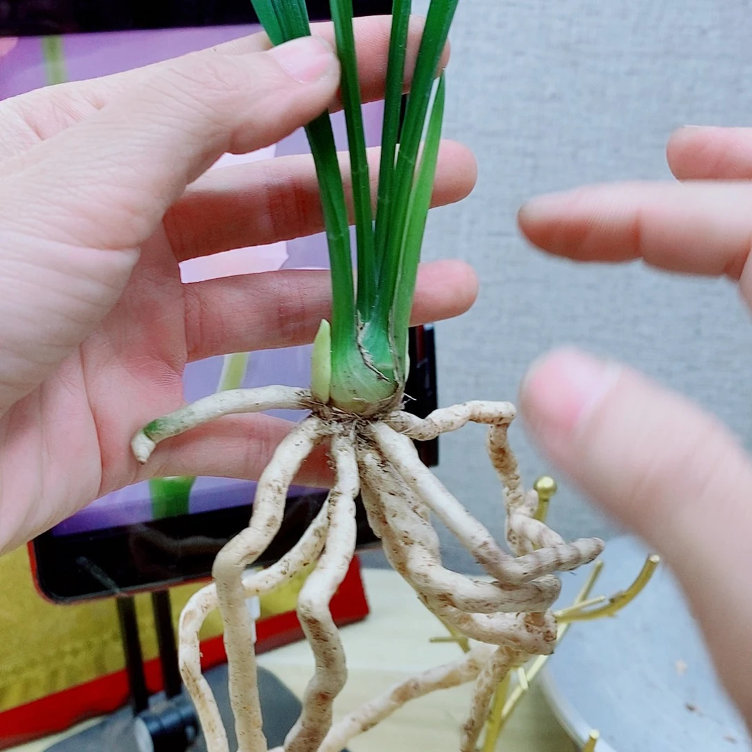 当前无花栽培后可以开花春兰建兰莲瓣春剑等花卉