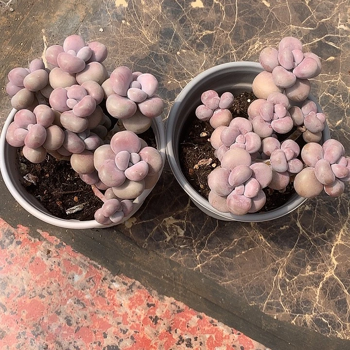 小***讴挂科率呢咯路空累了了咯额龙门