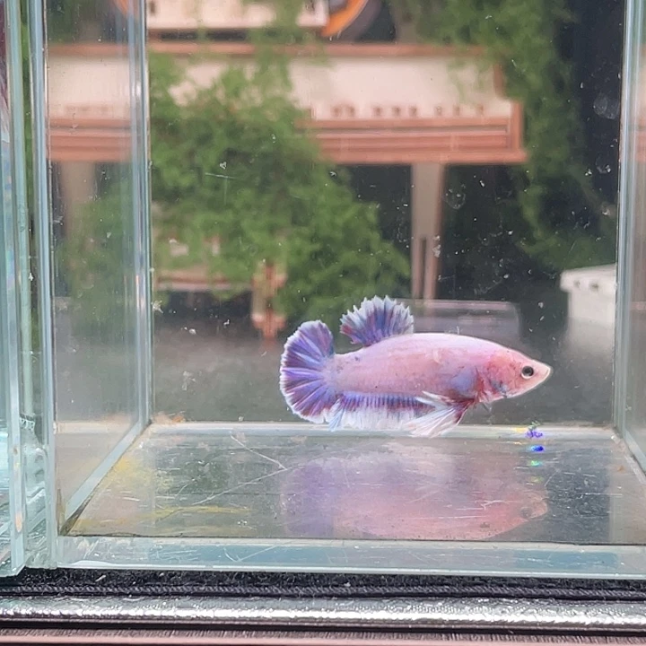 斗鱼听风观赏斗鱼