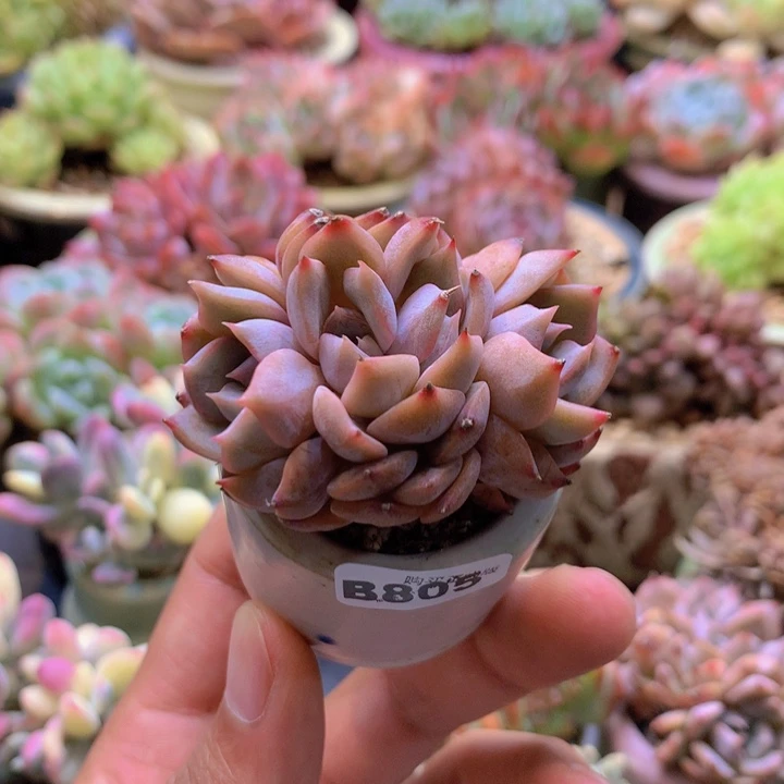 一物一拍含盆土满38包邮B805