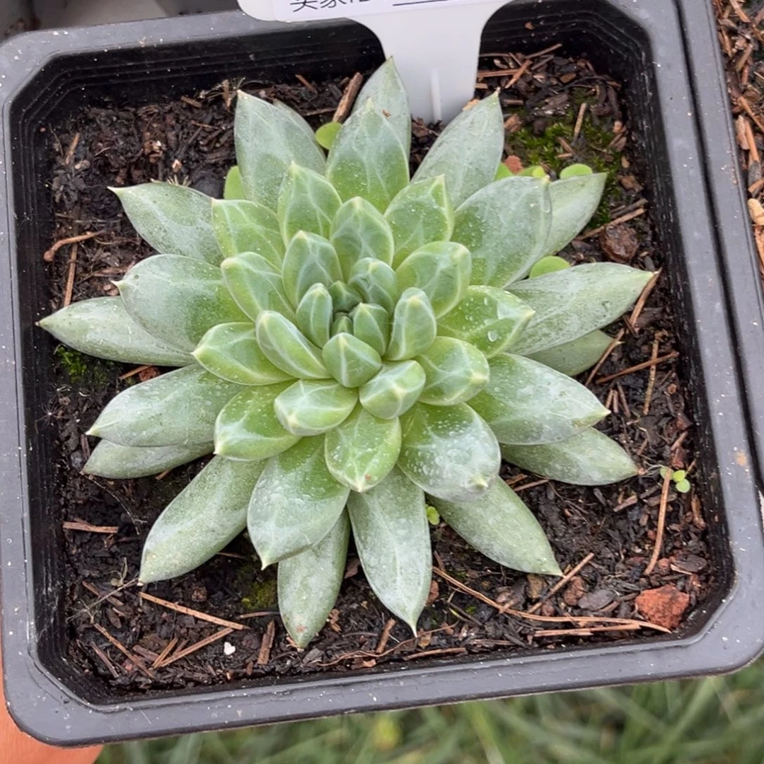 美人系优选多肉植物708