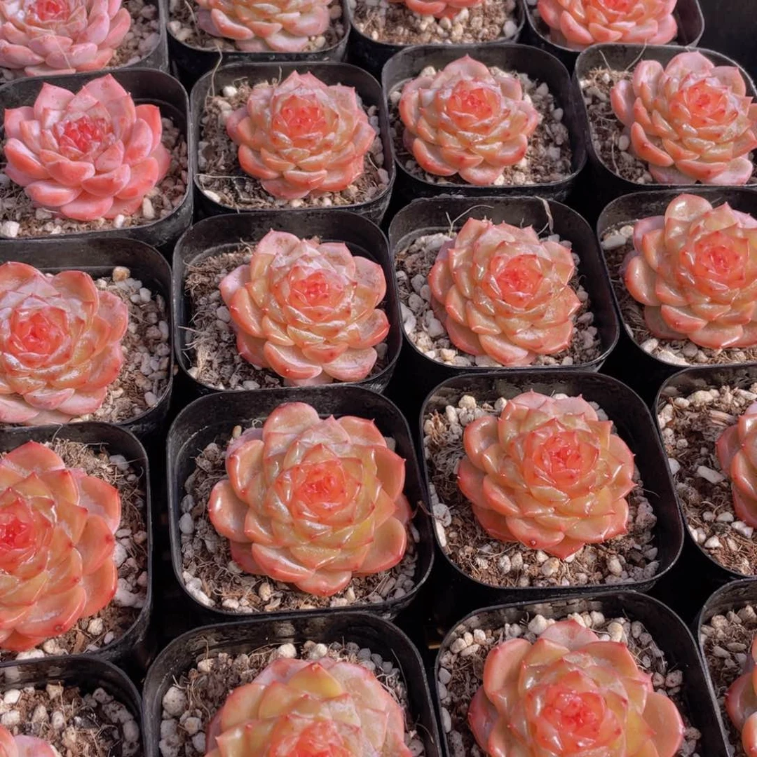 量拍21号 糖心红闪闪单头一个