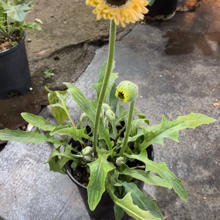 原盆原土一加仑非洲菊粉黛5号