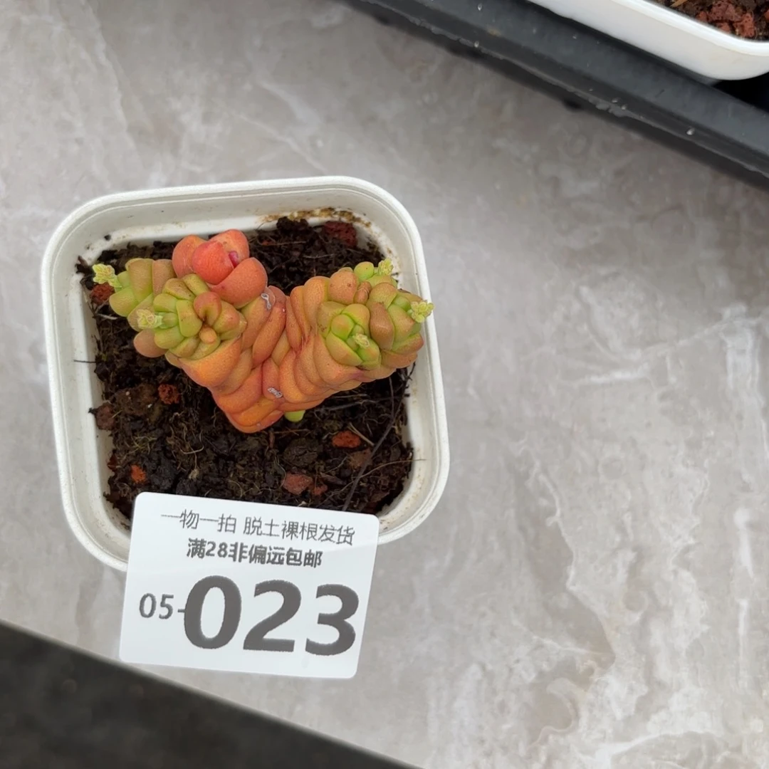 寿无限多肉多肉多肉